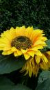 IMG-20170317-WA0012